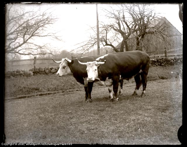 Bulls, 1890s