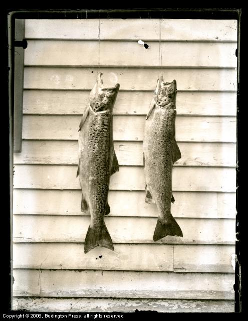 Two Salmon